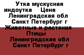 Утка мускусная (индоутка) › Цена ­ 1 000 - Ленинградская обл., Санкт-Петербург г. Животные и растения » Птицы   . Ленинградская обл.,Санкт-Петербург г.